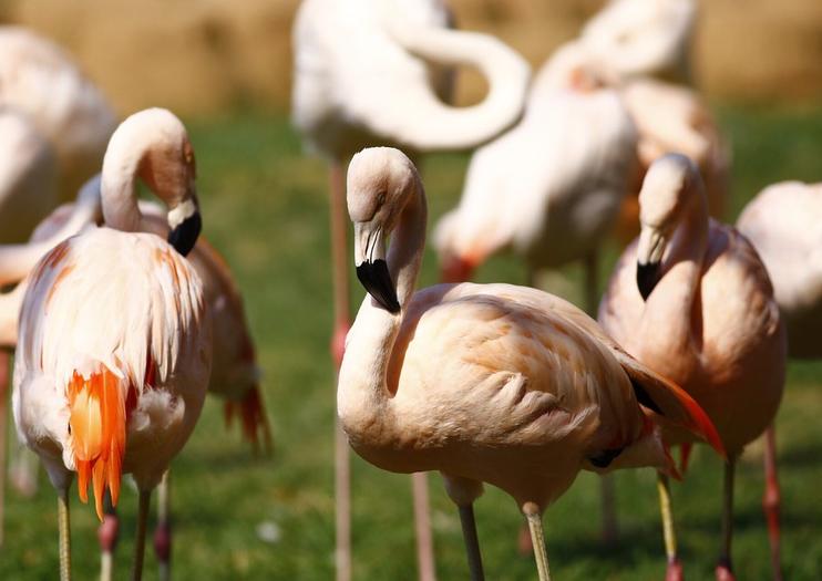 Itatiba Zoo (Zooparque Itatiba)